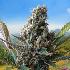 White Widow auto feminised (Carpathians Seeds)