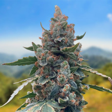 Carpathians White Witch auto feminised (Carpathians Seeds)