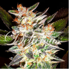 Delicious Candy auto feminised (Delicious Seeds)