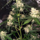 Насіння коноплі Delicious Candy autofem. Delicious Seeds