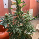 Насіння коноплі Critical Jack Herer autofem. Delicious Seeds