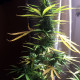 Насіння коноплі Critical Neville Haze autofem. Delicious Seeds