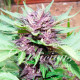 Семена конопли Dark Purple autofem. Delicious Seeds