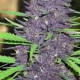 Семена конопли Dark Purple autofem. Delicious Seeds