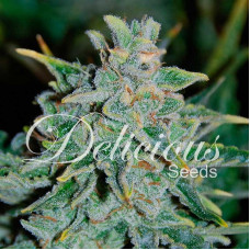 Northern Light Blue auto feminised (Delicious Seeds)