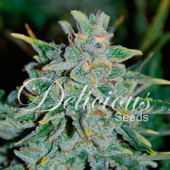 Насіння коноплі Northern Light Blue autofem. Delicious Seeds