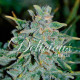 Насіння коноплі Northern Light Blue autofem. Delicious Seeds