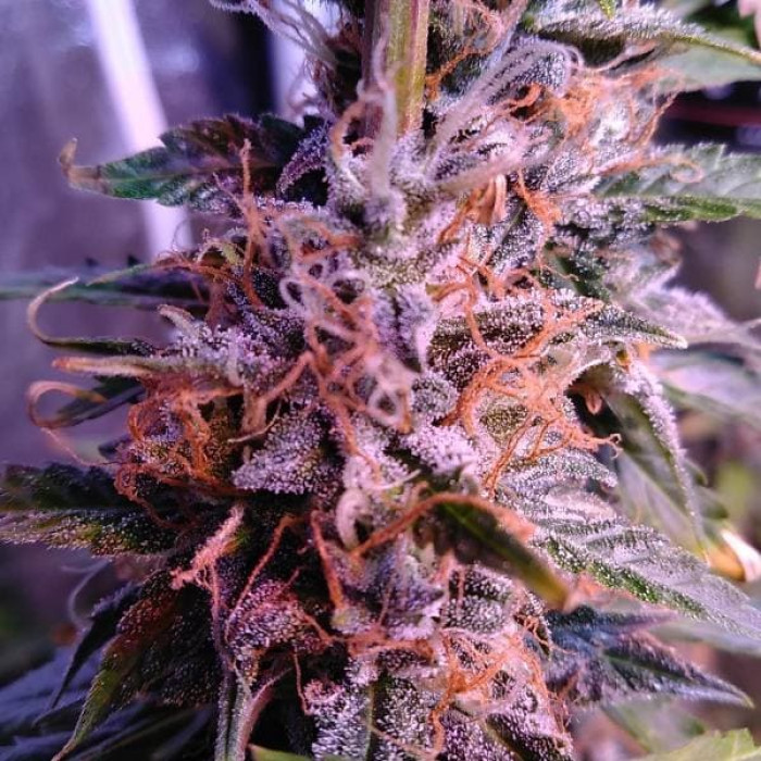 Насіння коноплі Northern Light Blue autofem. Delicious Seeds