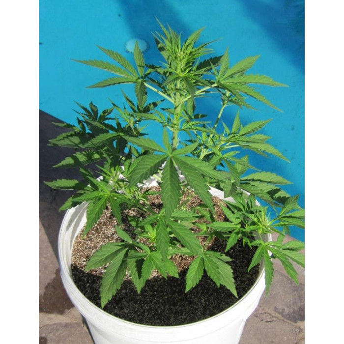 Насіння коноплі Northern Light Blue autofem. Delicious Seeds