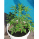 Насіння коноплі Northern Light Blue autofem. Delicious Seeds