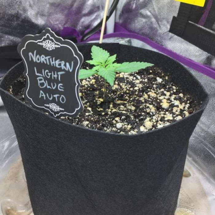 Насіння коноплі Northern Light Blue autofem. Delicious Seeds