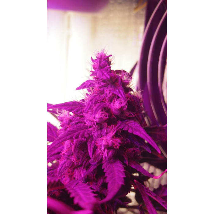 Насіння коноплі Northern Light Blue autofem. Delicious Seeds