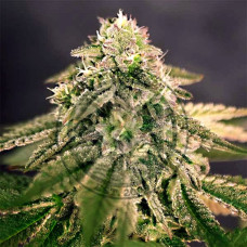 Bay Burger feminised (Delicious Seeds)