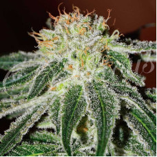 Black Russian feminised (Delicious Seeds)