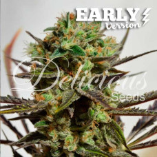 Delicious Candy Early Version feminised (Delicious Seeds)