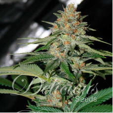 Delicious Candy feminised (Delicious Seeds)