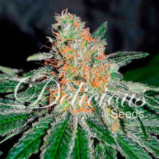 Jam CBD feminised (Delicious Seeds)