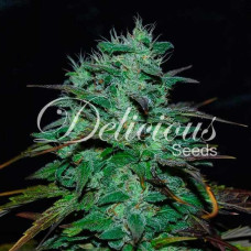 Chocobang feminised (Delicious Seeds)