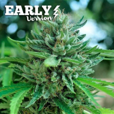 Delicious Cookies Early Version feminised (Delicious Seeds)