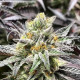 Семена конопли Delicious Cookies fem. Delicious Seeds