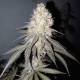 Семена конопли Delicious Cookies fem. Delicious Seeds