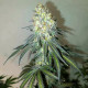 Семена конопли Delicious Cookies fem. Delicious Seeds