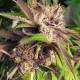 Семена конопли Delicious Cookies fem. Delicious Seeds