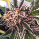 Семена конопли Delicious Cookies fem. Delicious Seeds