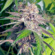 Семена конопли Delicious Cookies fem. Delicious Seeds