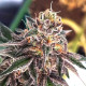 Семена конопли Delicious Cookies fem. Delicious Seeds