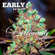 Cotton Candy Kush Early Version feminised (Delicious Seeds)