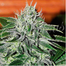 Critical Jack Herer feminised (Delicious Seeds)