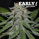 Насіння коноплі Critical Neville Haze Early Version fem. Delicious Seeds