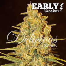 Critical Sensi Star Early Version feminised (Delicious Seeds)