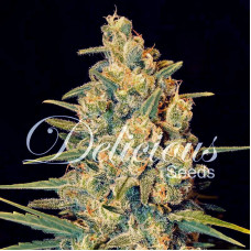 Critical Sensi Star feminised (Delicious Seeds)