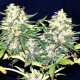 Насіння коноплі Critical Super Silver Haze fem. Delicious Seeds