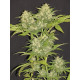 Насіння коноплі Critical Super Silver Haze fem. Delicious Seeds