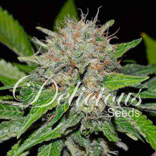 Deep Mandarine feminised (Delicious Seeds)