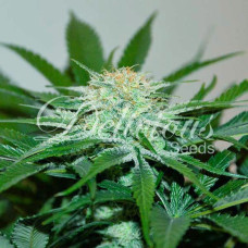 Descojack feminised (Delicious Seeds)