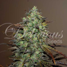 Eleven Roses feminised (Delicious Seeds)