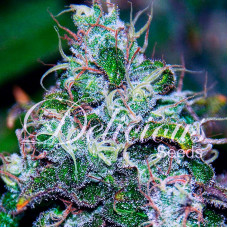 Fruity Chronic Juice feminised (Delicious Seeds)