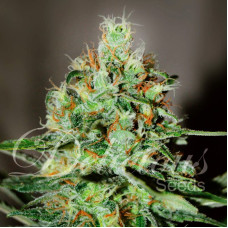 Jagg Kush feminised (Delicious Seeds)