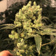 Насіння коноплі Jagg Kush fem. Delicious Seeds