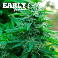 Lord Kush Early Version feminised (Delicious Seeds)