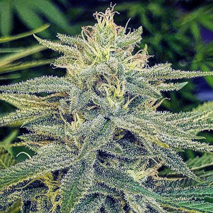 Насіння коноплі Lord Kush fem. Delicious Seeds