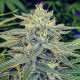 Насіння коноплі Lord Kush fem. Delicious Seeds