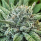 Насіння коноплі Lord Kush fem. Delicious Seeds