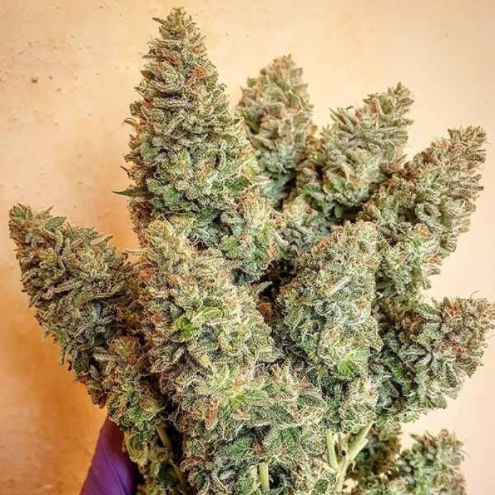 Насіння коноплі Lord Kush fem. Delicious Seeds
