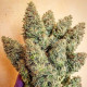 Насіння коноплі Lord Kush fem. Delicious Seeds