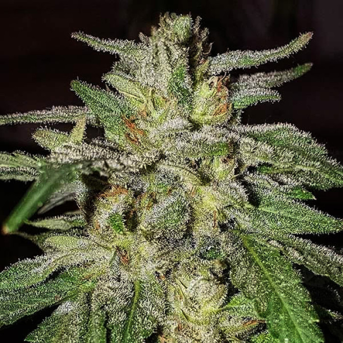 Насіння коноплі Lord Kush fem. Delicious Seeds